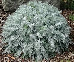 Image result for Cineraria pulchra