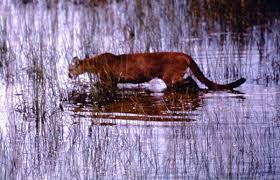 Gallery For Swamp Animals And Plants Florida Panther Everglades Florida Florida Panthers