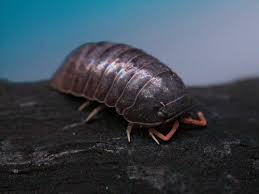 Image result for Alinula sp.