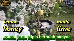 Bonsai Jeruk Nipis Youtube
