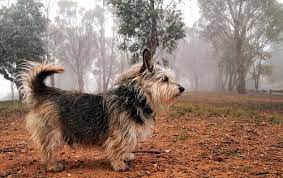 We did not find results for: Yorkshire Terrier Vs Australian Terrier Dog Breed Atlas