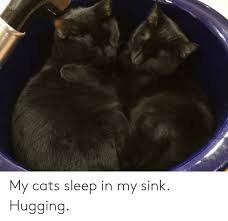 my cats sleep in my sink hugging cats