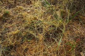 Image result for Cuscuta abyssinica