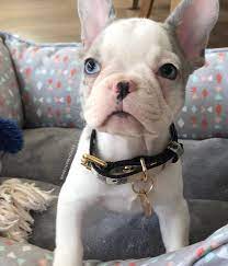 Finn Finn Blue Eyed Blue Pied Merle Male Availa Bull Www Poeticfrenchbulldogs Com French Bulldog Pup French Bulldog Bulldog Pied French Bulldog