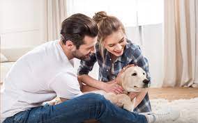 Delivery is made through our own trucks for local deliveries. Pet Relocation To Dubai How To Bring Your Pet To Dubai Mybayut