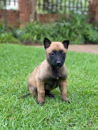 This breed has distinct black colorings often in the shape of a mask across the face, similar to their cousin. Belgian Malinois Puppies For Sale Florida Gauteng Howzit Classifieds