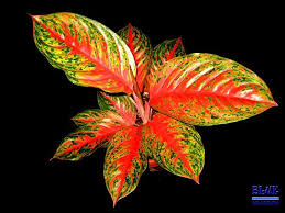 Aglaonema Hybrid Thailand Not For Sale Aglaonema Asal Thailand Ini Berdaun Lebar Dengan Splash Merah Pink Dipermukaan Daunnya Yang Thailand Daun