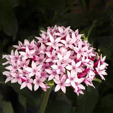 Image result for Pentas lanceolata
