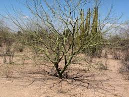 Image result for Centaurea praecox