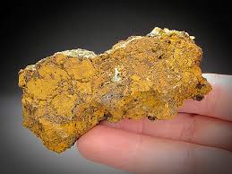 Image result for Mohria vestita