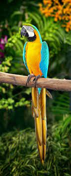 Macaw - Wikipedia