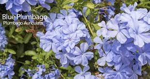 We did not find results for: Blue Plumbago Plant Care How To Grow Plumbago Capensis