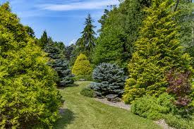 The three charts below show the various types of evergreen trees with their potentially available sizes. Uncommon Conifers
