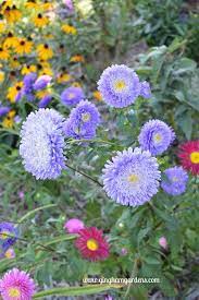 Flower Gardens In September Gingham Gardens Aster Flower Flower Garden Purple Flowers Garden