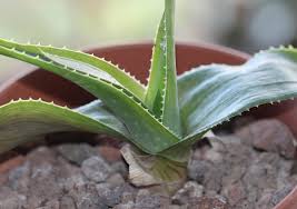 Image result for Aloe christianii