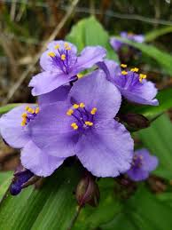 Image result for Phyllanthus caespitosus