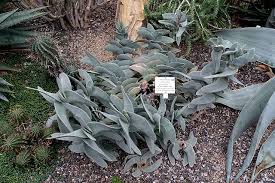 Image result for Crassula morrumbalensis