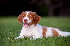 Chiot Epagneul Breton Chiot Epagneul Breton Chiots Epagneul Epagneul Breton