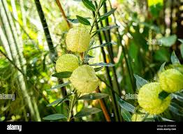 Image result for Gomphocarpus