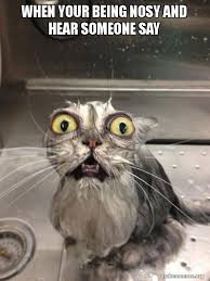 When Your Being Nosy And Hear Someone Say Did You Hear Augustus Died You Turn Aroung Crying Cat Bath Make A Meme