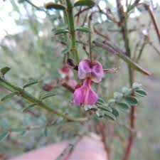 Image result for Indigofera adenoides