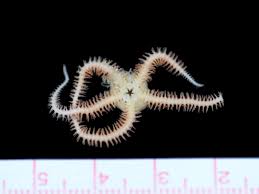 漁師さんから頂いたカイメンについていたクモヒトデ | 下田 海洋生物採集日記