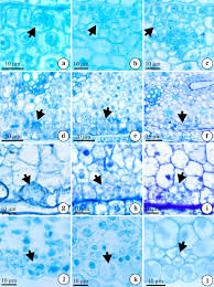Image result for Hypolytrum goetghebeur
