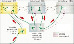Reticular nuclei lie lateral to the main nuclear mass, separated from it by the external medullary ventral posterior (vp) nucleus. The Thalamus As A Relay Station And Gatekeeper Relevance To Brain Disorders In Reviews In The Neurosciences Volume 28 Issue 2 2017