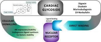 Check spelling or type a new query. Cardiac Glycosides With Target At Direct And Indirect Interactions With Nuclear Receptors Sciencedirect