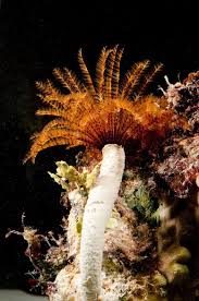 Image result for Melhania virescens