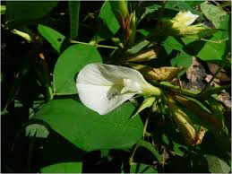 Image result for Clitoria kaessneri
