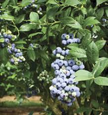Image result for Vaccinium stanleyi
