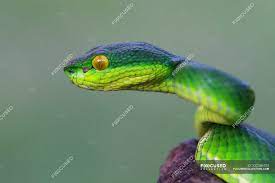 Snakes shed their skin by rubbing their head against something rough and hard, like a piece of wood or a rock. Side View Of A Viper Snake Head Selective Focus Wildlife Vertebrate Stock Photo 232386702