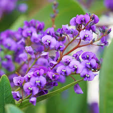 Image result for Hardenbergia comptoniana