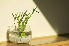 A Guide To Lucky Bamboo Care In Water