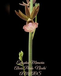 Image result for Eulophia