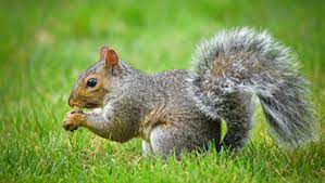 Dugas pest control is a locally owned & operated pest management company in baton rouge, louisiana. Chattanooga Pest Control Termite Control Jody Millard Pest Control