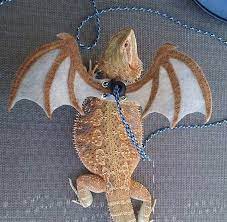 Oct 21, 2020 · the bearded dragon size chart above will help give you a more specific idea of bearded dragon size by age. Bearded Dragon Wings W Leash Pick Your Colors Made To Order Bearded Dragon Harness Bearded Dragon Wings Bearded Dragon Diy