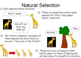 Darwin And Lamarck Powerpoint A Summary Of Lamarcks And