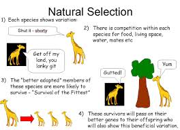 darwin and lamarck powerpoint a summary of lamarcks and