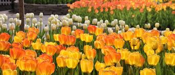 Vibrant colorful native plants of ohio bloom from spring through fall. Ohio In Bloom Where To See Spring Flowers Ohio Find It Here
