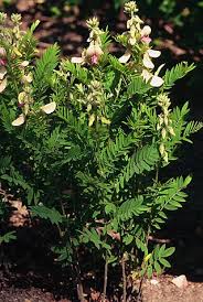 Image result for Tephrosia acaciifolia