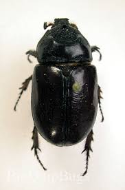 Image result for Pentodon