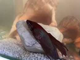 Need Help Lump On Side Of Betta Fish Album On Imgur