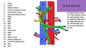 Study vasculature using smart web & mobile flashcards created by top students, teachers, and professors. Ultrasound Registry Review Great Vessel Anatomy