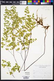 Image result for Adiantum poiretii