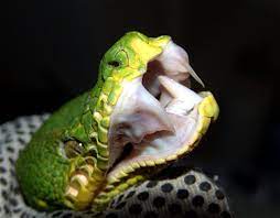 We did not find results for: Emerald Tree Boa Facts Habitat Diet Life Cycle Baby Pictures