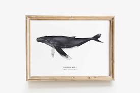 Whether you're building, remodeling or decorating, nichecanvas has you covered with our wide selection of canvas and framed art prints. Pin On Whales