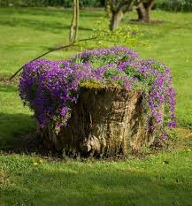 pflanztopf pflanzkubel lila zarte blumen sommer buy seeds and plants from organic farming the typical o in 2020 tree stump planter tree stump decor flower planters