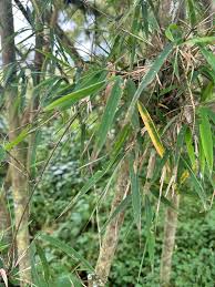 Image result for Oldeania alpina